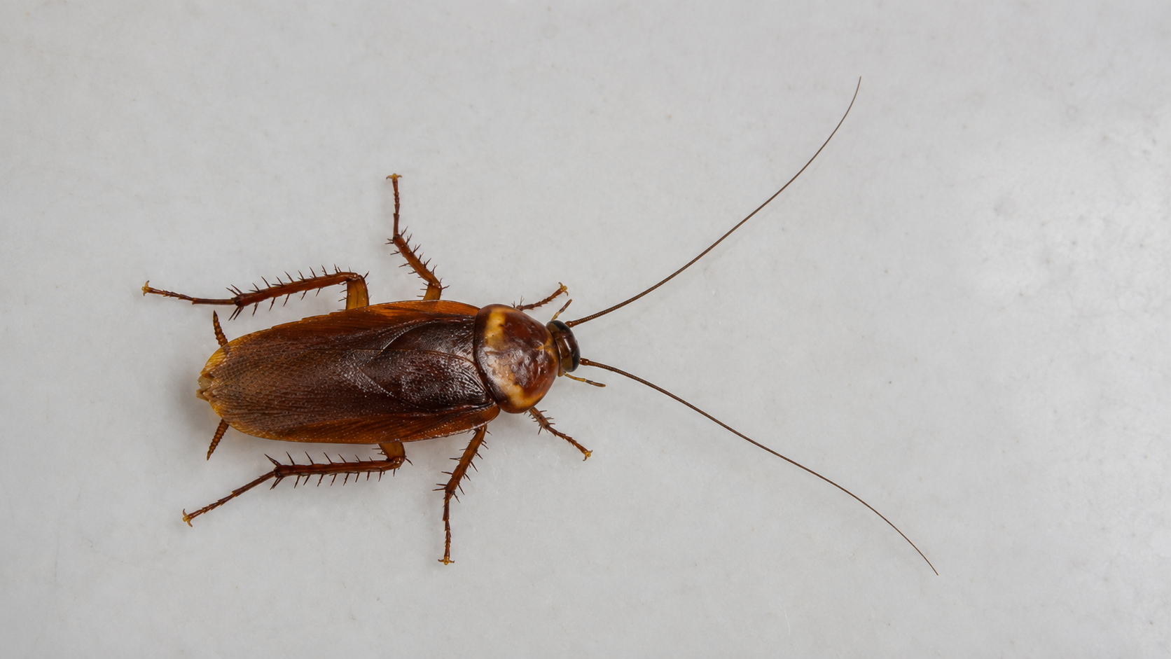 Cockroach Extermination in Cedar Crest New Mexico