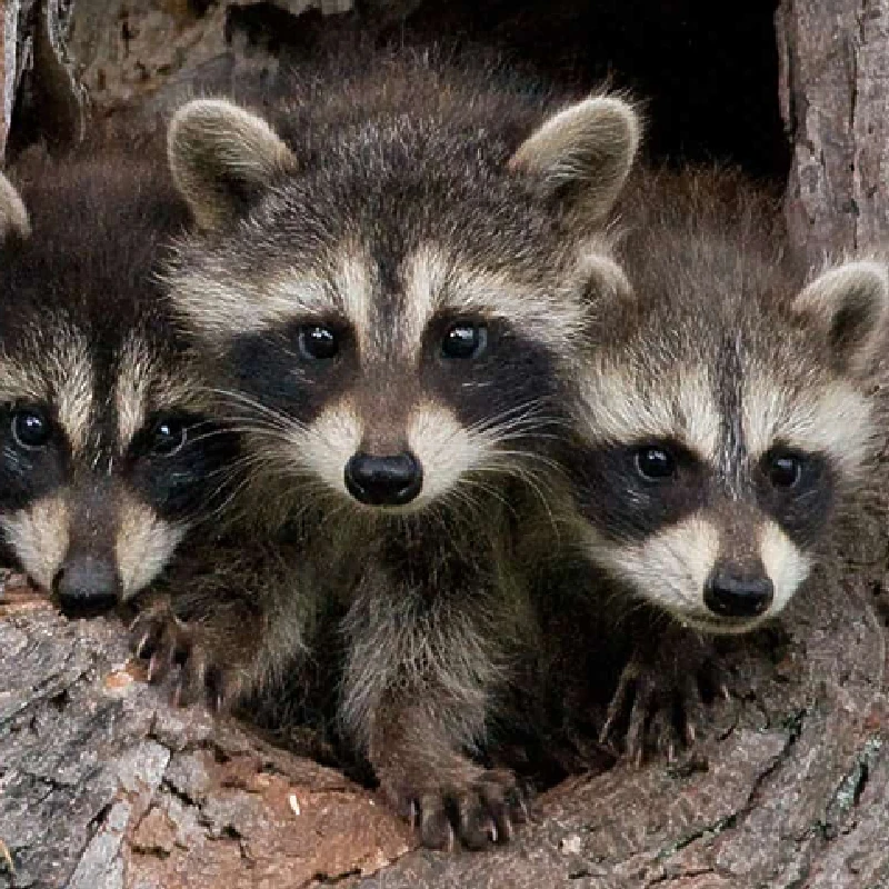 Animal Trapping