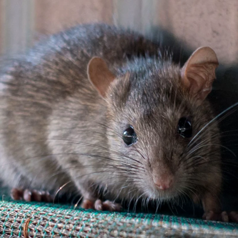 Rodent Eradication is Best Done by Our Pest Control Experts