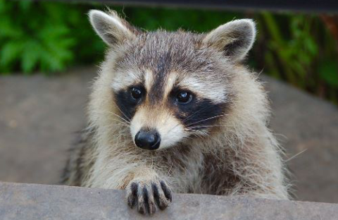 Raccoon Removal<br />
