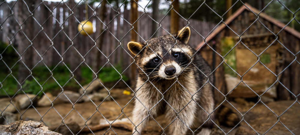 Wildlife Removal<br />

