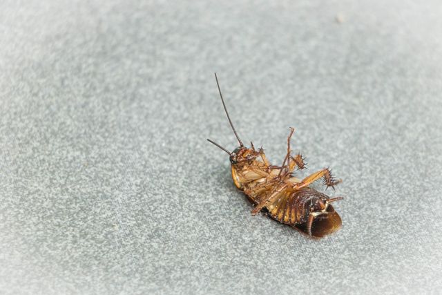 Commercial Pest Control<br />
