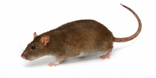 Rodent Control<br />
