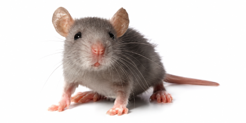 Rodent Control in Taylor Ranch Albuquerque