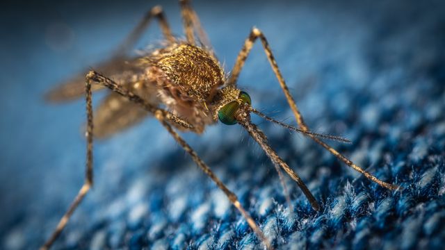 Mosquito Control Taylor Ranch Albuquerque
