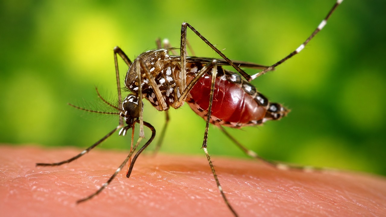 Mosquito Control Taylor Ranch Albuquerque