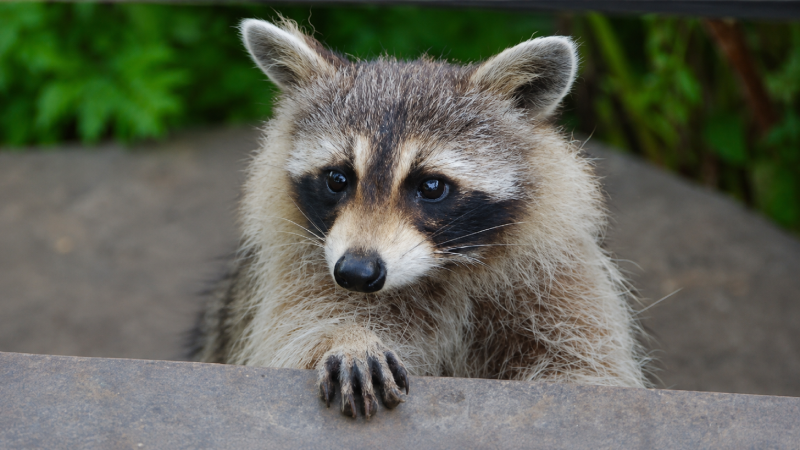 Wildlife Removal<br />
