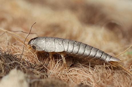 Silverfish Control Albuquerque New Mexico