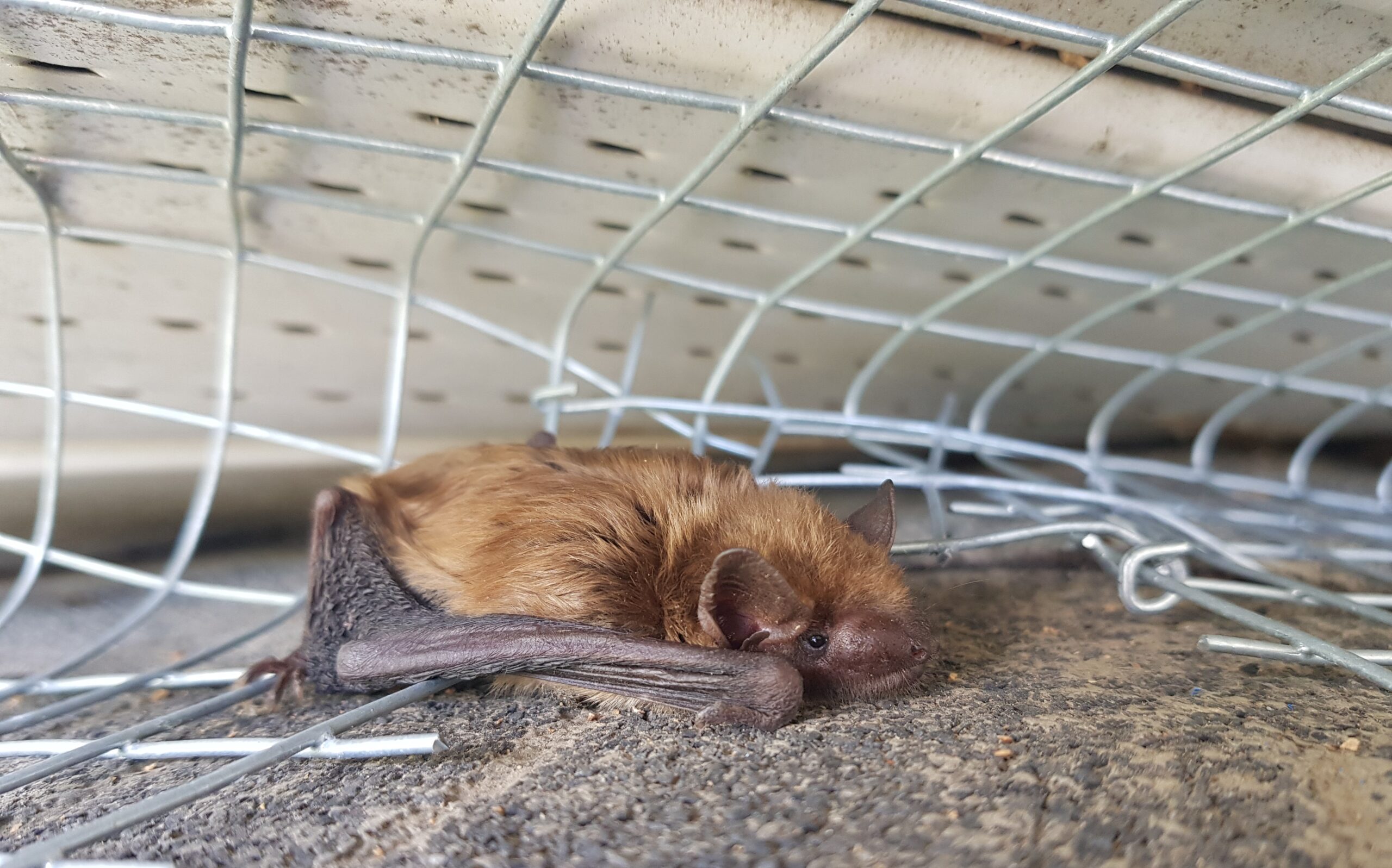 Bat Removal Taylor Ranch Albuquerque