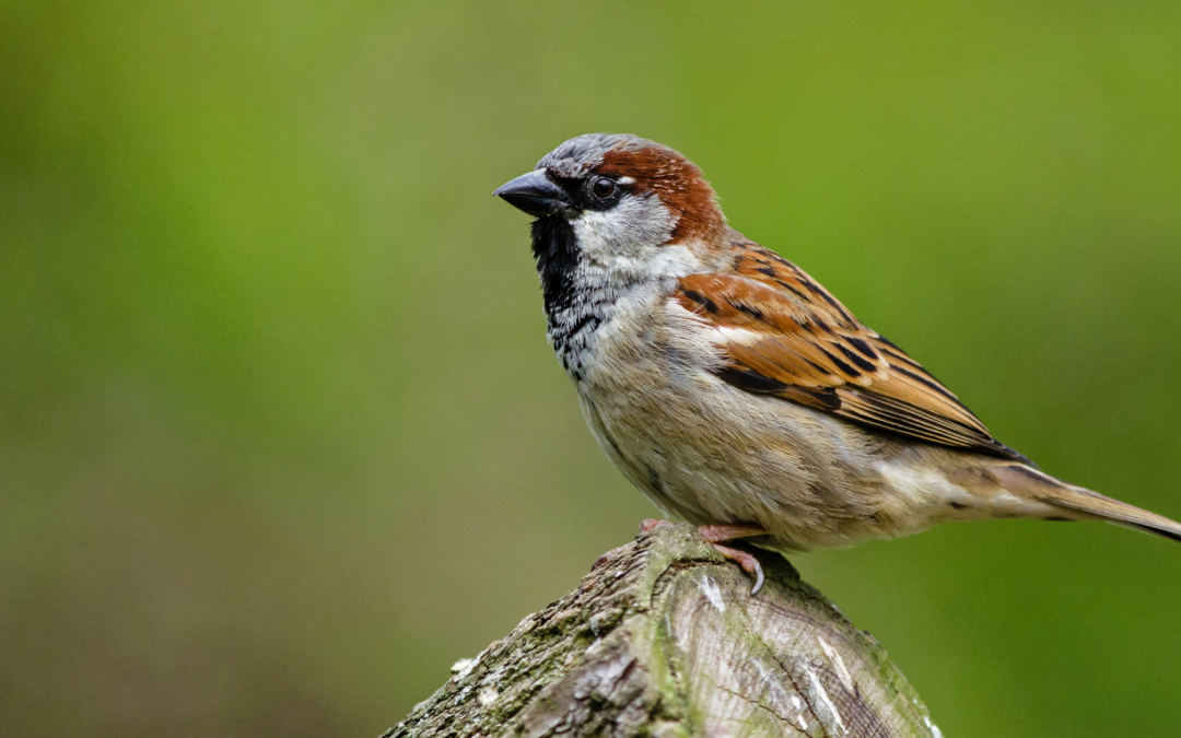 Bird Control<br />
