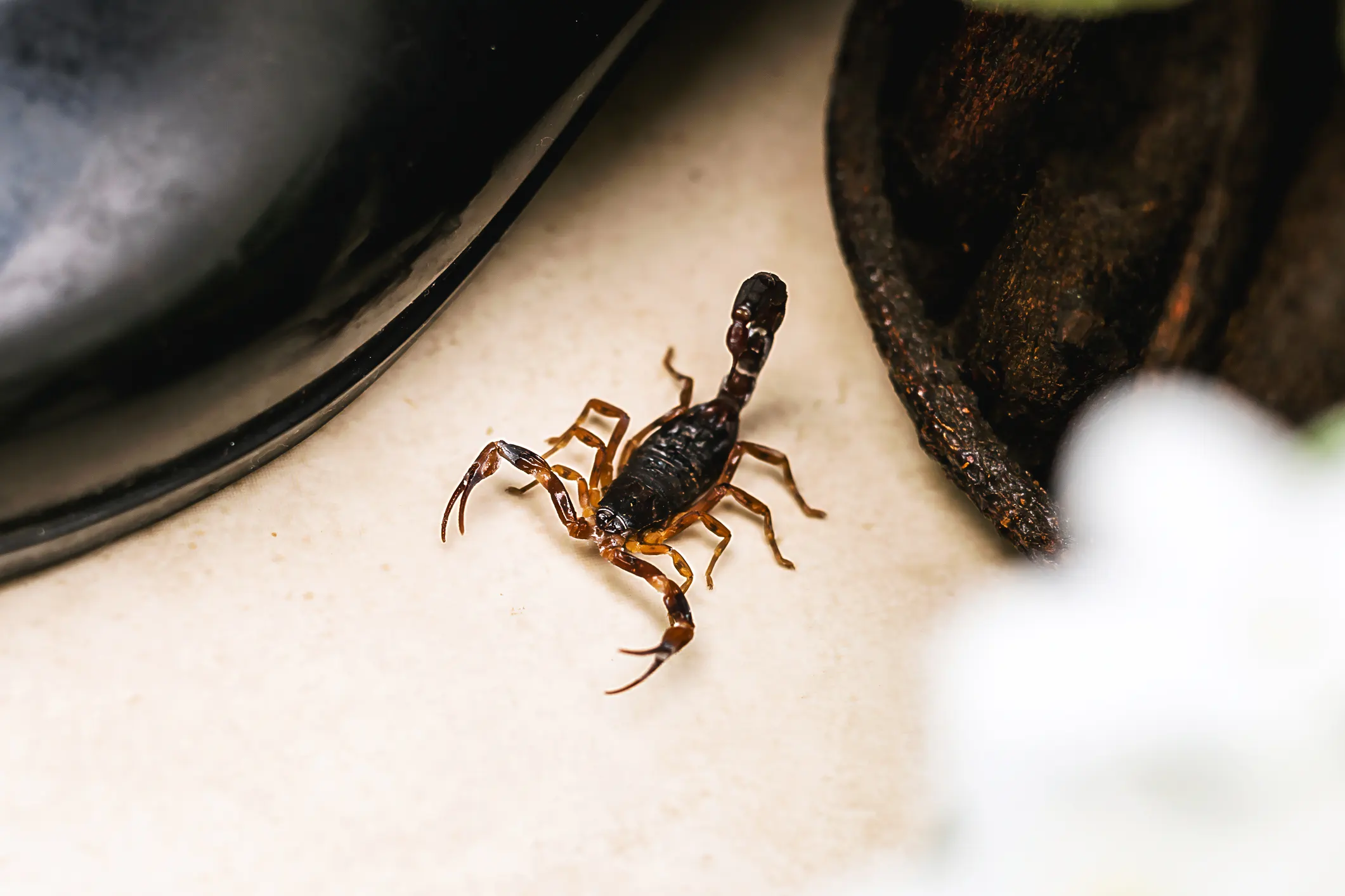 Scorpion Control Bernalillo New Mexico