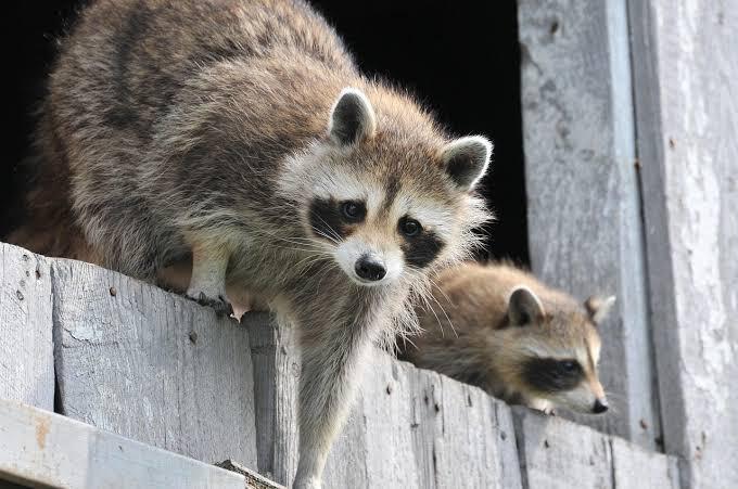 Wildlife removal specialist trapping a raccoon at a Rio Rancho property