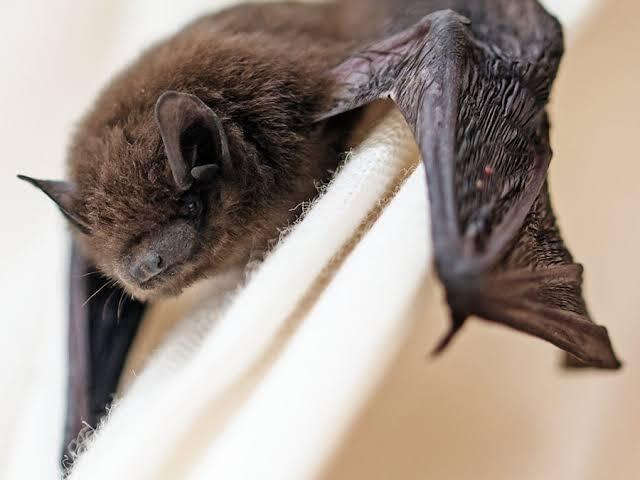 Bat Removal Taylor Ranch Albuquerque