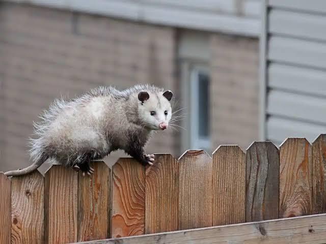 Opossum Removal<br />
