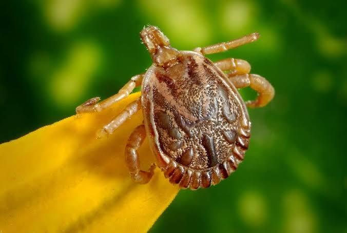 Tick Control<br />

