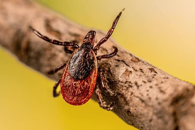 Tick Control<br />
