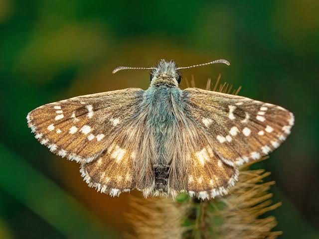 Moth Control<br />
