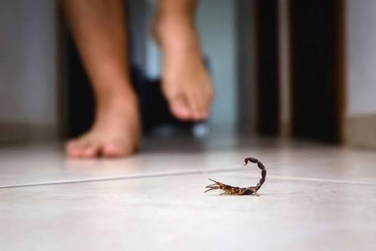 Scorpion Control Bernalillo New Mexico