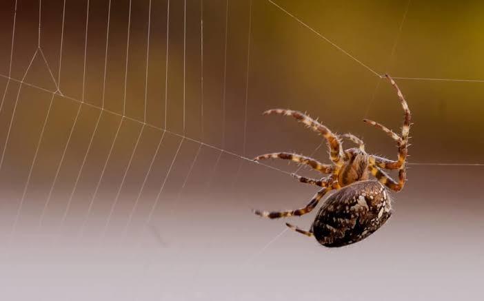Spider Control Taylor Ranch Albuquerque
