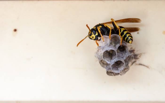 Wasp Removal<br />
