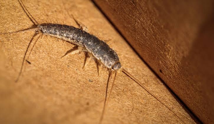 Silverfish Control in Albuquerque New Mexico