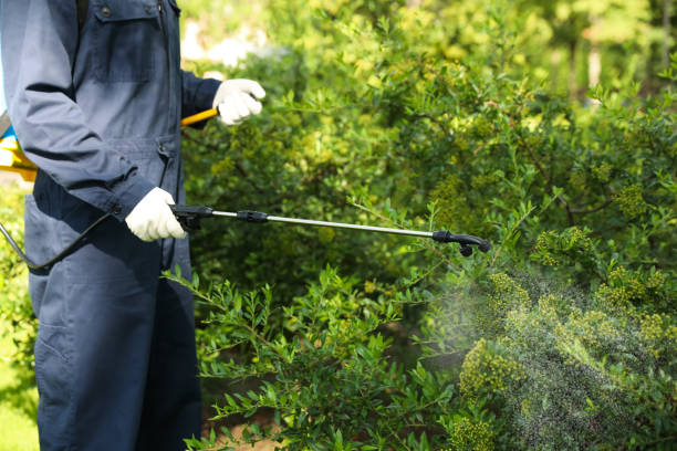 Residential pest control technician treating the exterior of a Rio Rancho home</p>
<p>