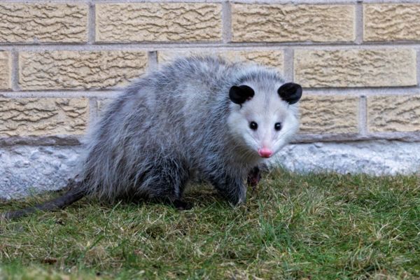 Opossum Removal