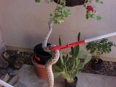 Skin Shed Insect Snake Removal - Manzano Pest Management